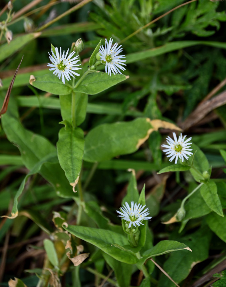 Изображение особи Fimbripetalum radians.