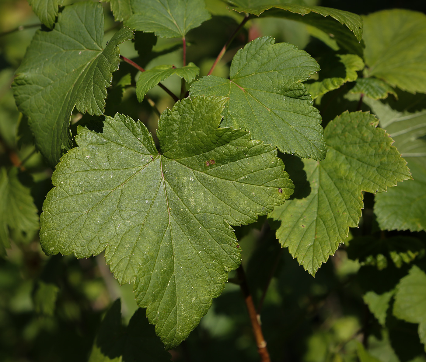 Изображение особи Ribes nigrum.