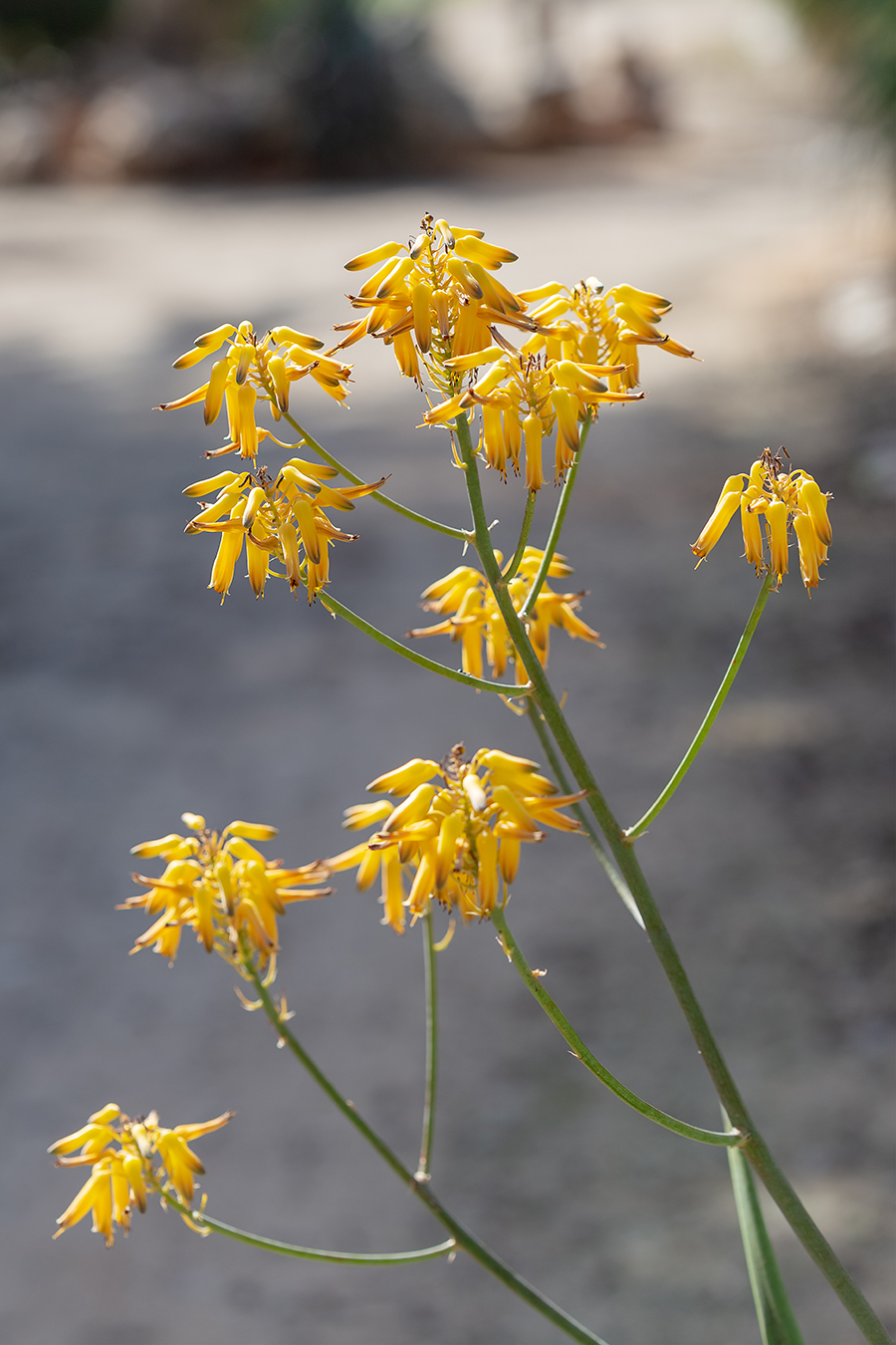 Image of genus Aloe specimen.