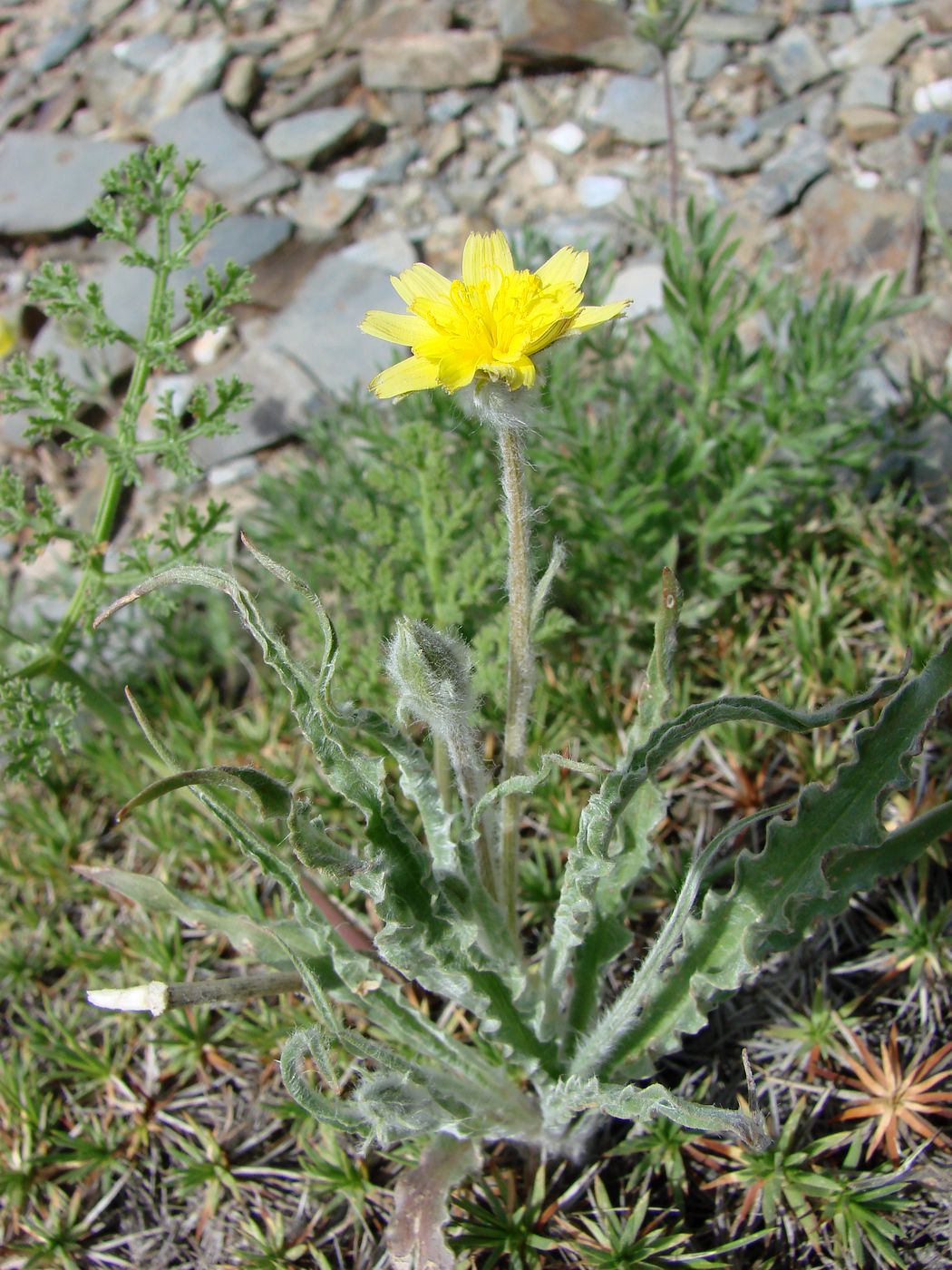 Image of Scorzonera circumflexa specimen.