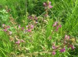 Pedicularis resupinata