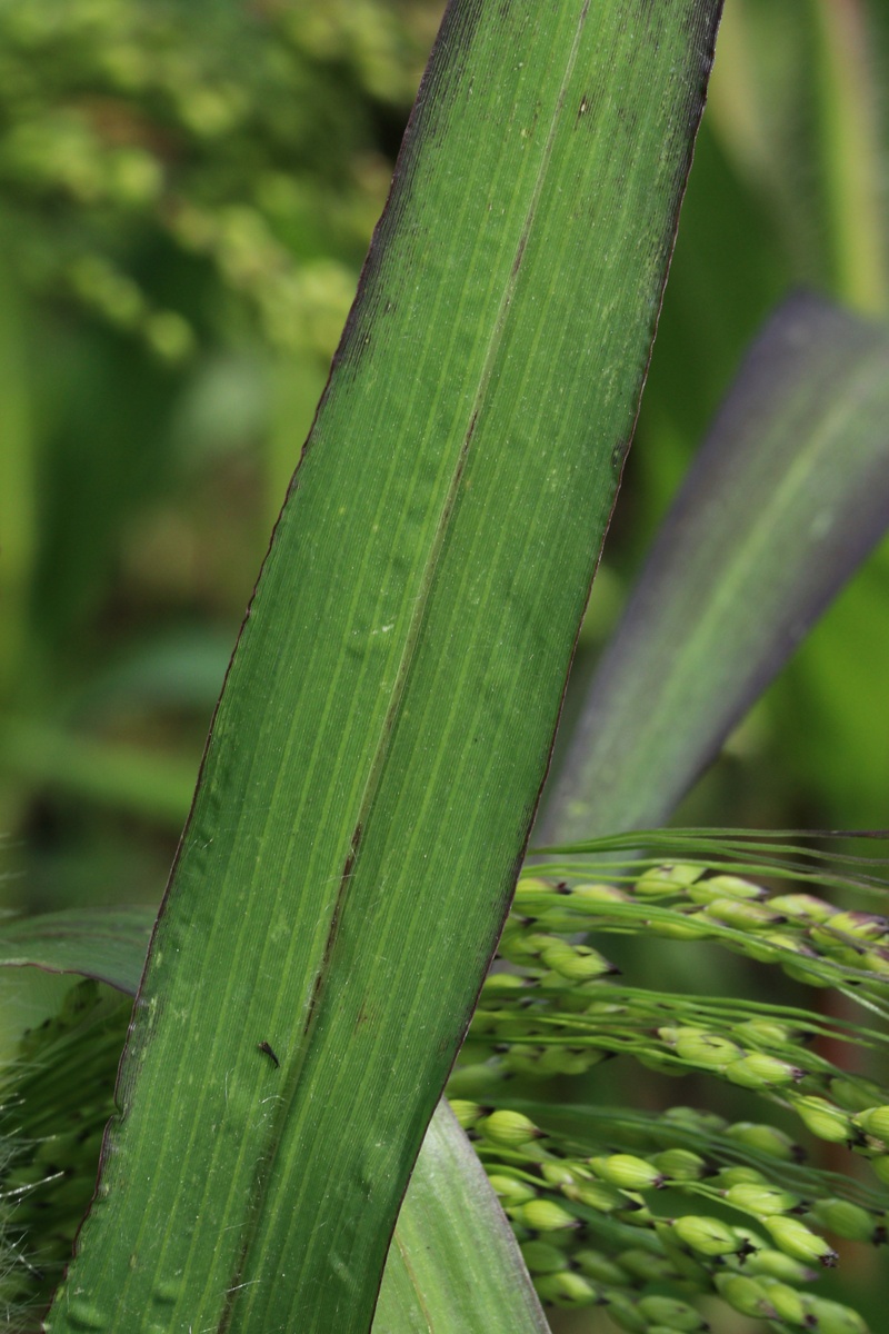 Image of Panicum miliaceum specimen.