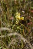 genus Rhinanthus