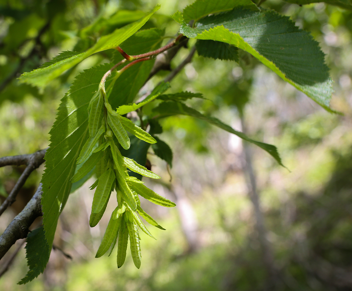 Image of Carpinus betulus specimen.
