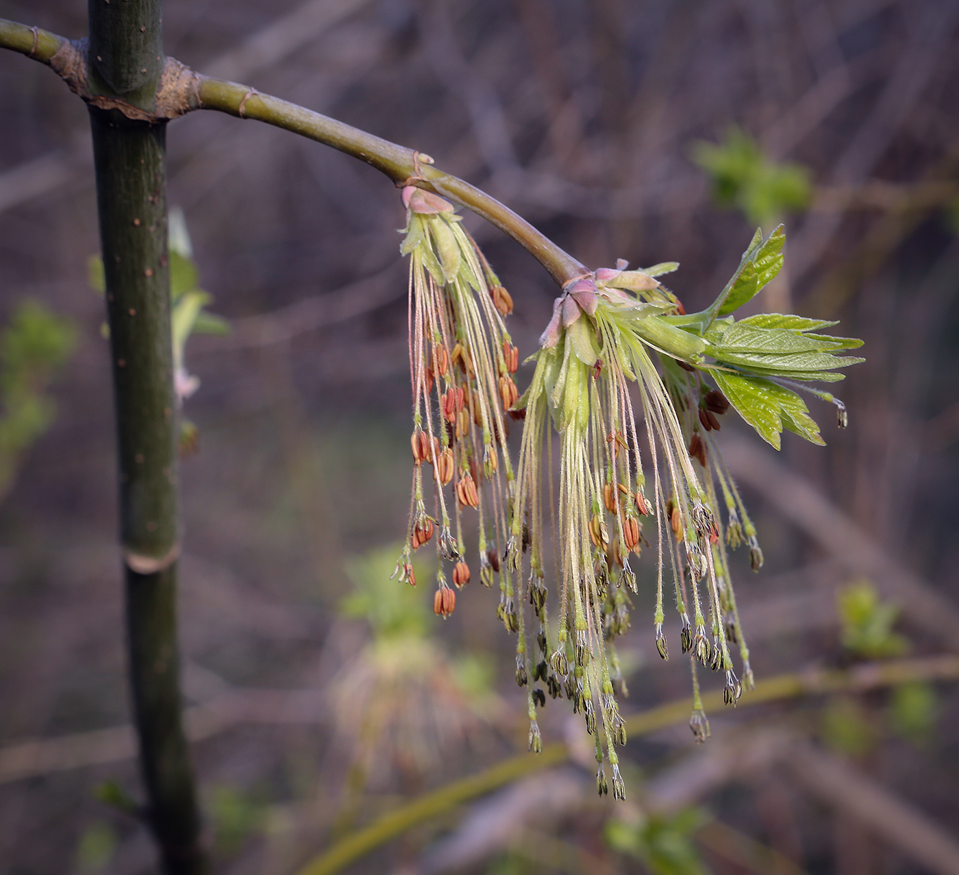 Image of Acer negundo specimen.