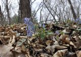 Corydalis turtschaninovii