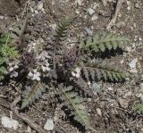 Pedicularis semenowii