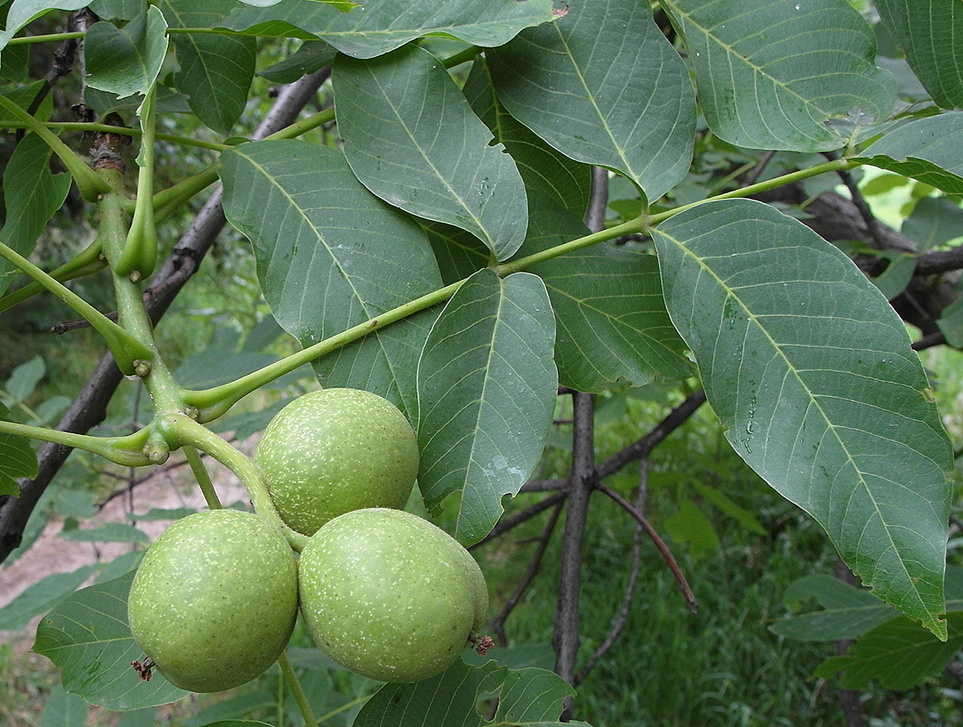 Изображение особи Juglans regia.