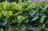 Nelumbo nucifera