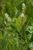 Bistorta vivipara