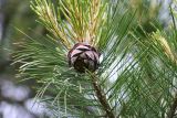 Pinus sibirica