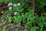 Aegopodium podagraria. Цветущее растение. Московская обл., окр. г. Железнодорожный, долина р. Чёрная, опушка смешанного леса. 16.06.2024.