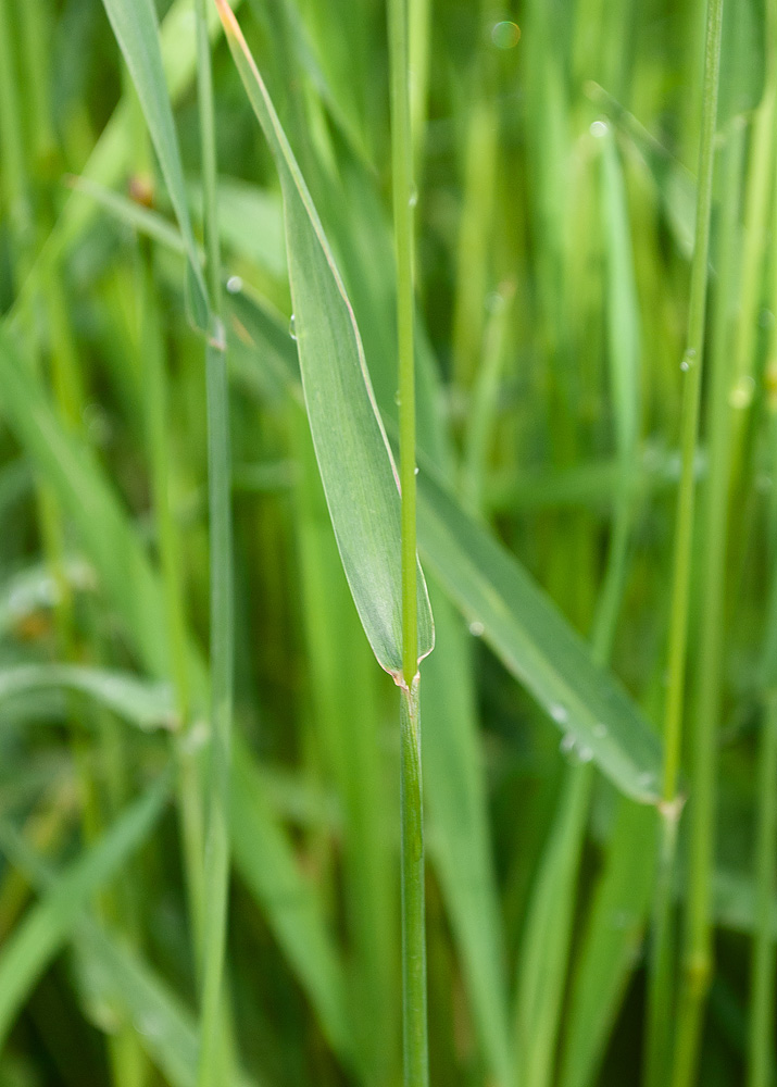 Image of Hordeum brachyantherum specimen.