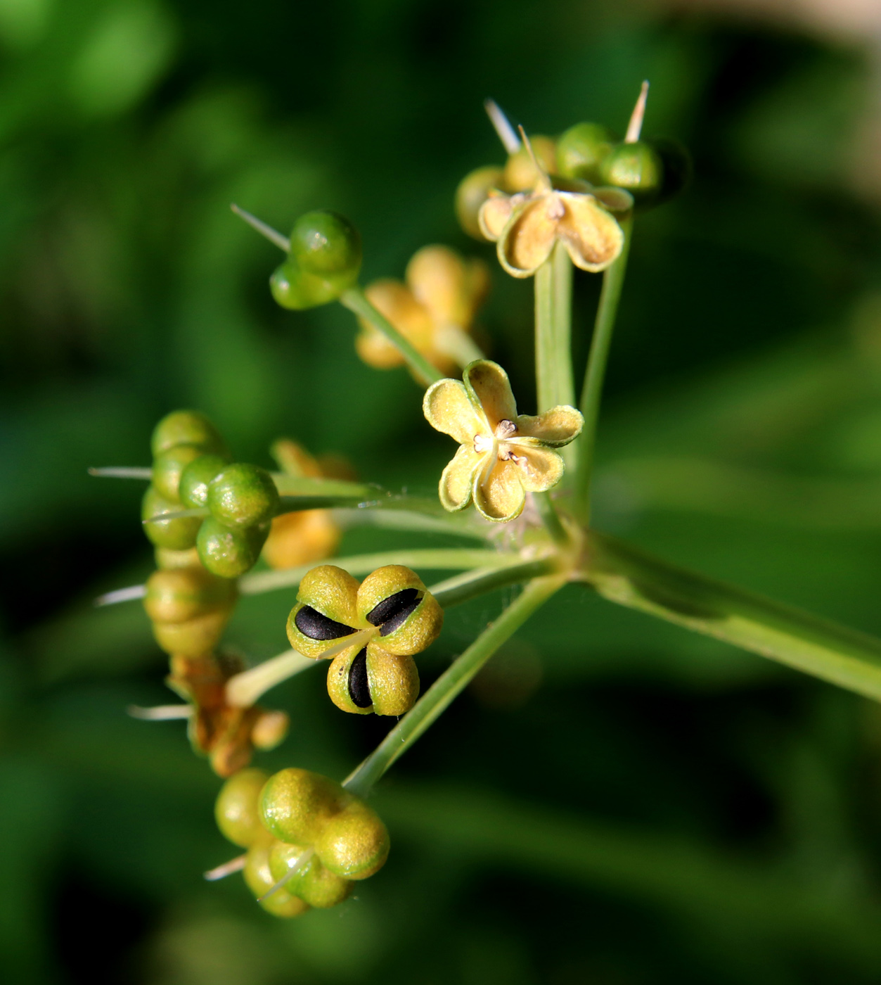 Image of Allium ursinum specimen.