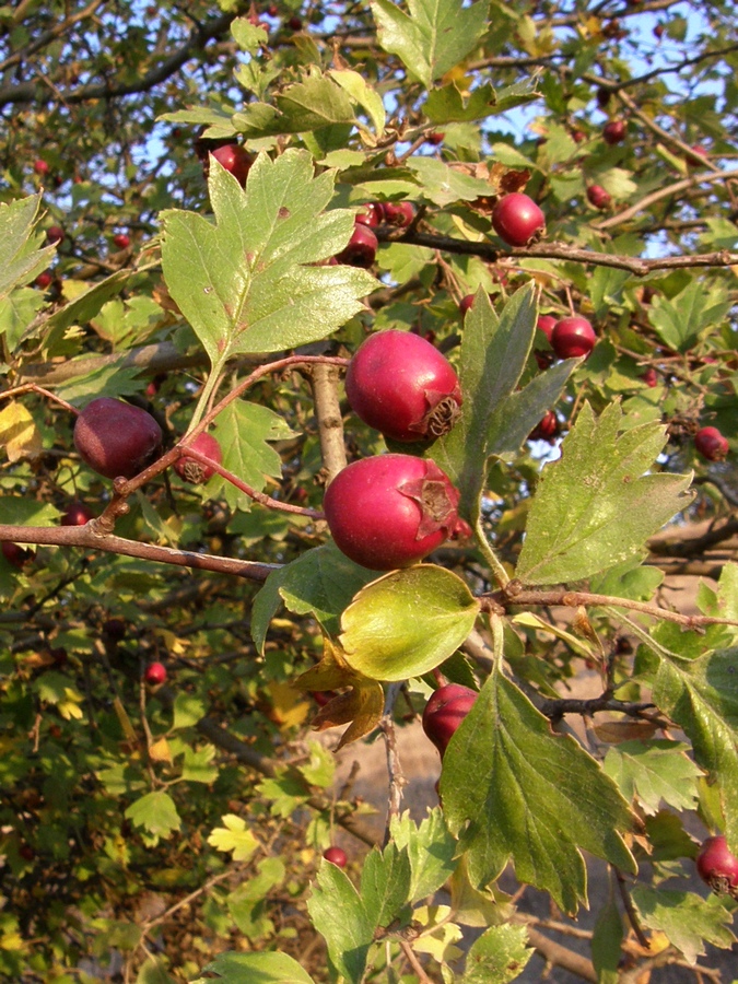 Image of Crataegus taurica specimen.