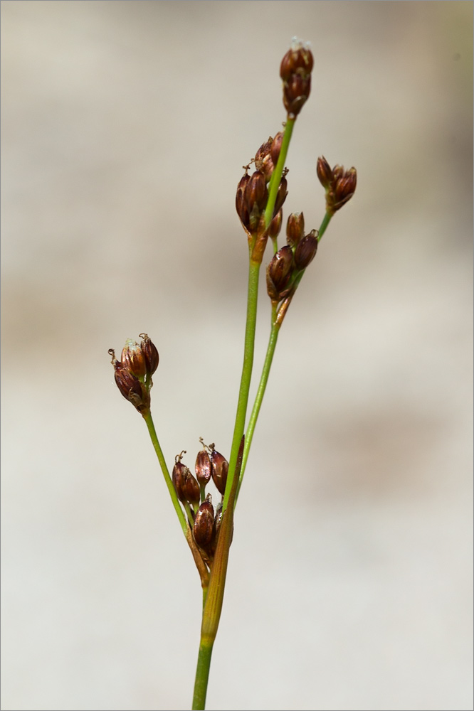 Изображение особи Juncus alpino-articulatus.