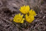 Adonis volgensis