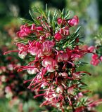 род Grevillea