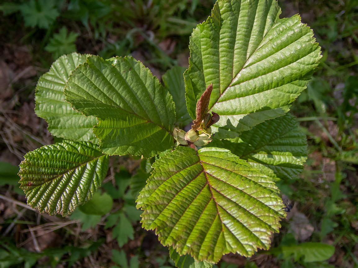 Image of Alnus glutinosa specimen.