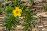 Potentilla anserina. Цветущее растение. Санкт-Петербург, Приморский р-н, заказник «Северное побережье Невской губы», берег Финского залива, заваленный обломками сухих побегов тростника пляж. 15.06.2024.