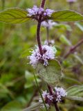 Mentha × gracilis. Часть побега с соцветиями в каплях дождя. Московская обл., Талдомский р-н, окр. СНТ \"Живописное\", просека под ЛЭП, луг. 12.08.2024.