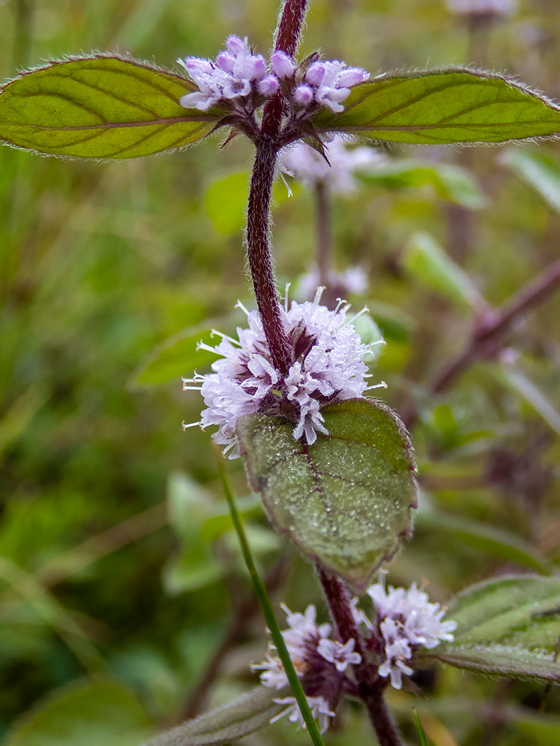 Image of Mentha × gracilis specimen.