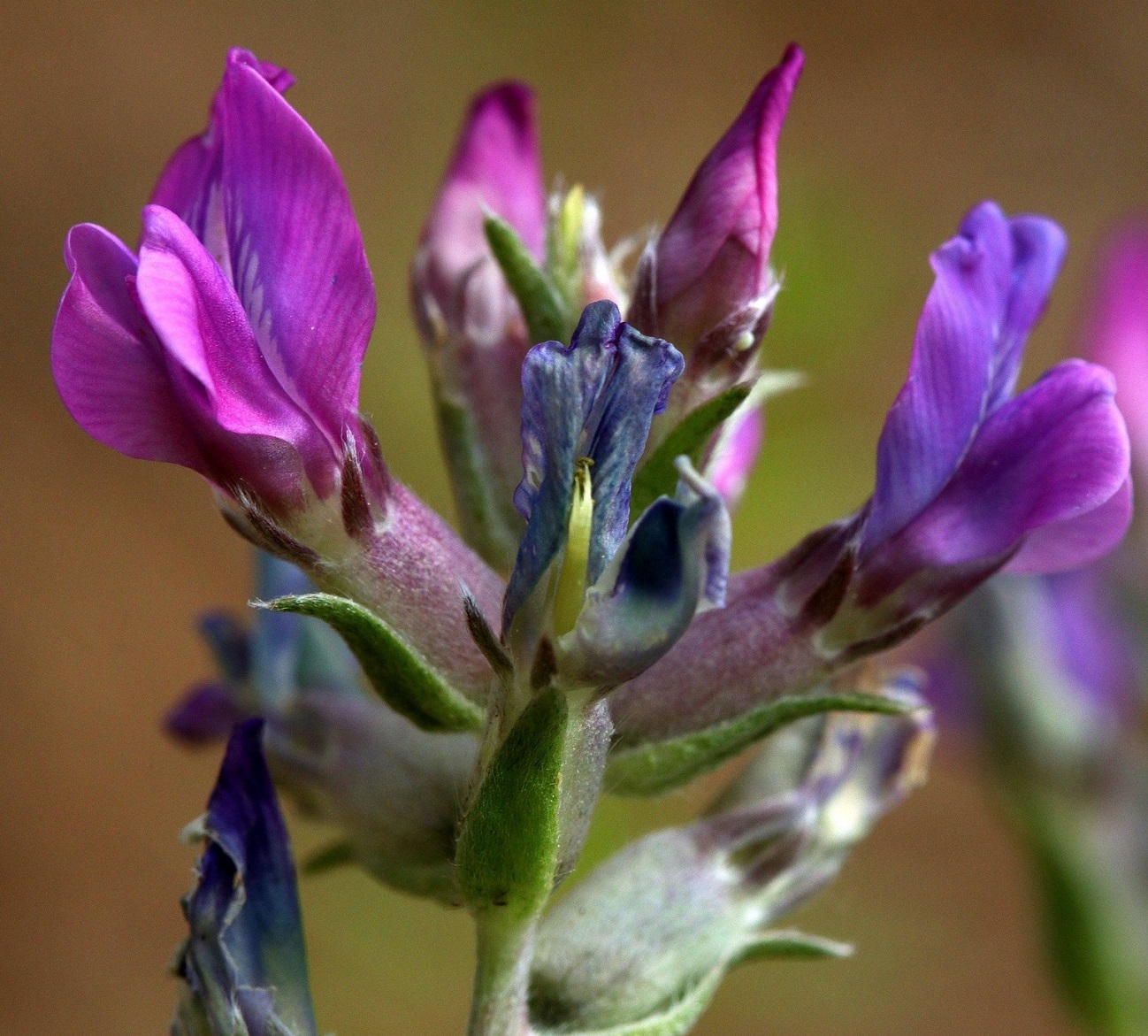 Image of Oxytropis wologdensis specimen.