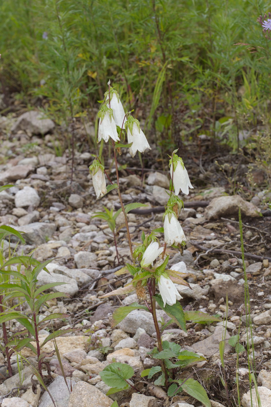 Image of Campanula punctata specimen.