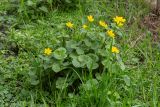 Caltha palustris
