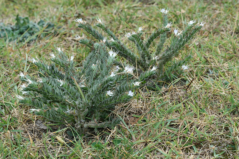 Image of Echium biebersteinii specimen.
