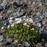 View full-size image Saxifraga sibirica