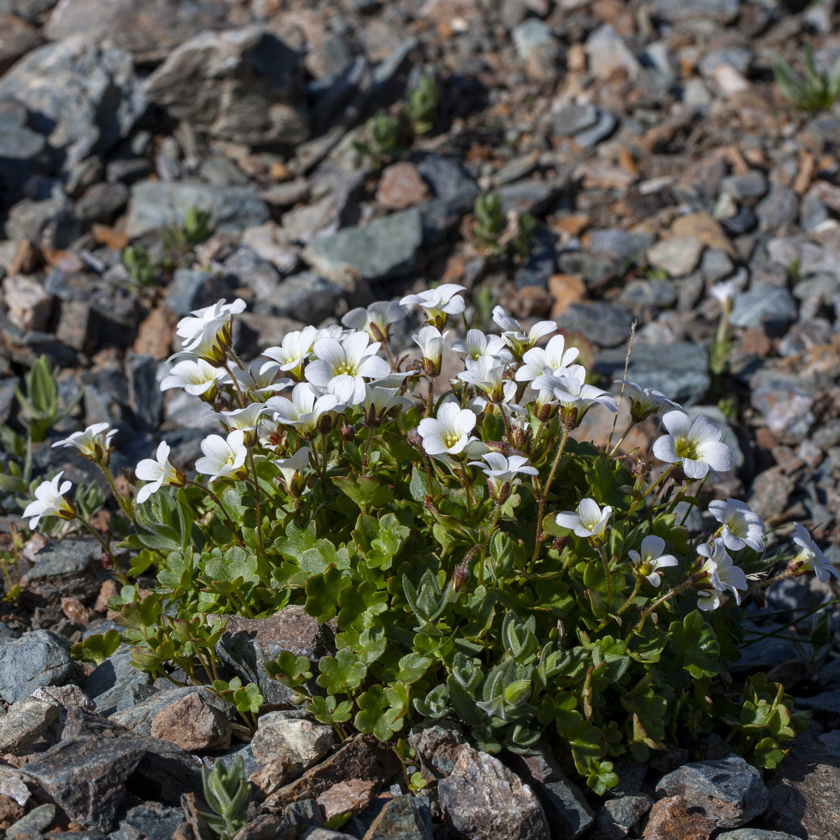 Image of Saxifraga sibirica specimen.