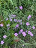 род Dianthus