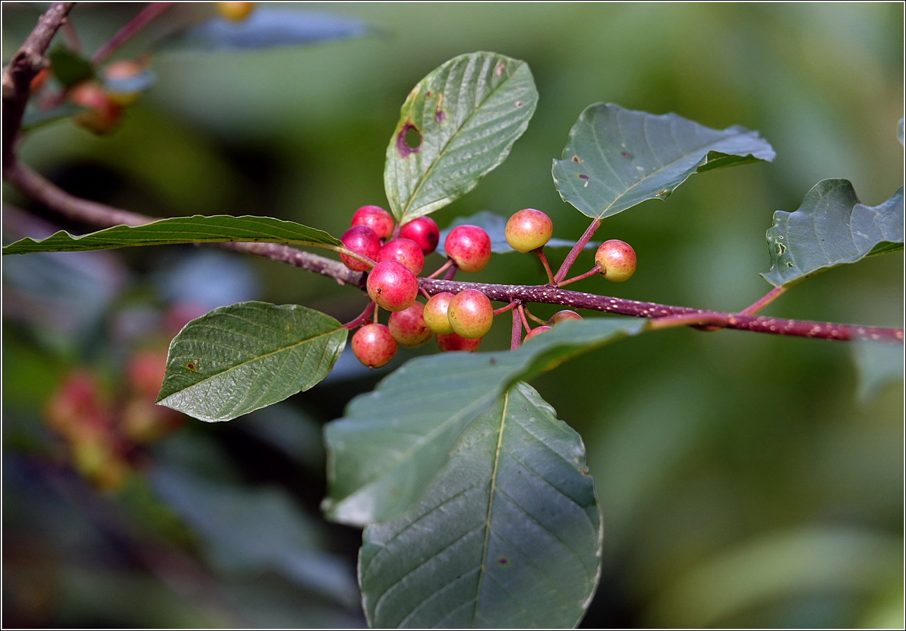 Изображение особи Frangula alnus.