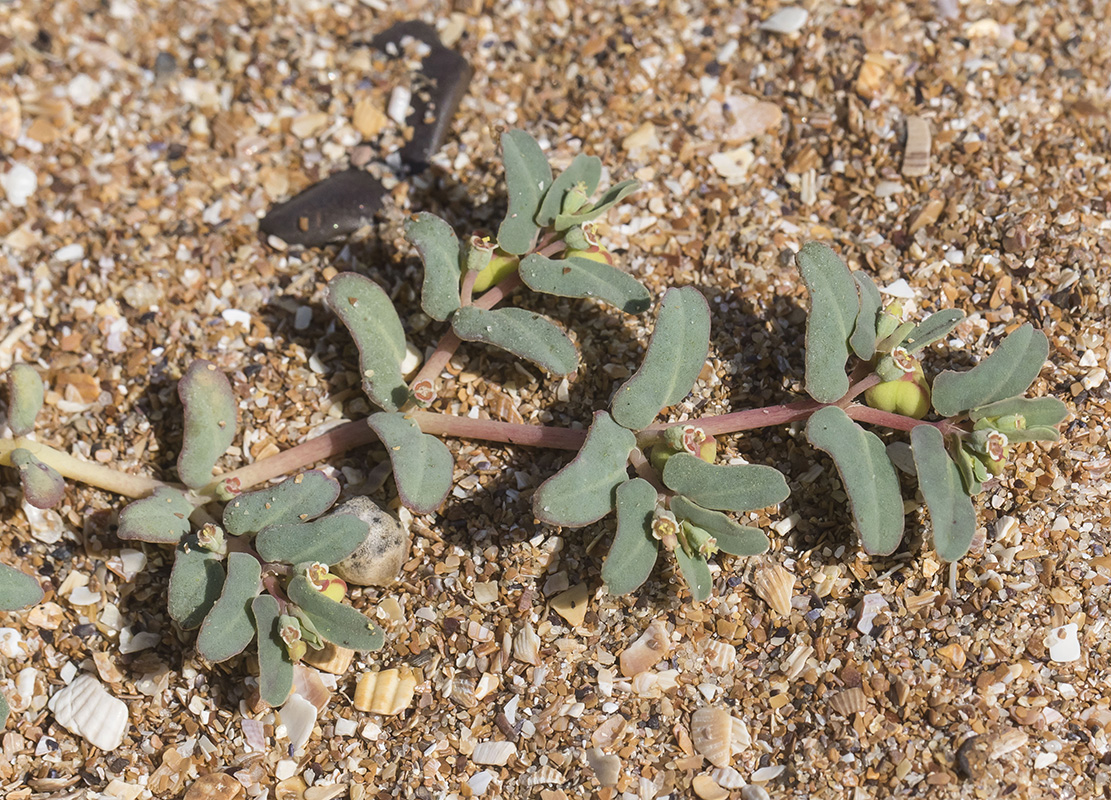 Image of Euphorbia peplis specimen.