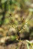 Cyperus amuricus. Соплодие и прицветные листья. Приморский край, Октябрьский р-н, окр. с. Чернятино, дол. р. Раздольная на левом берегу, пойма, на галечниково-песчаной отмели. 08.09.2025.