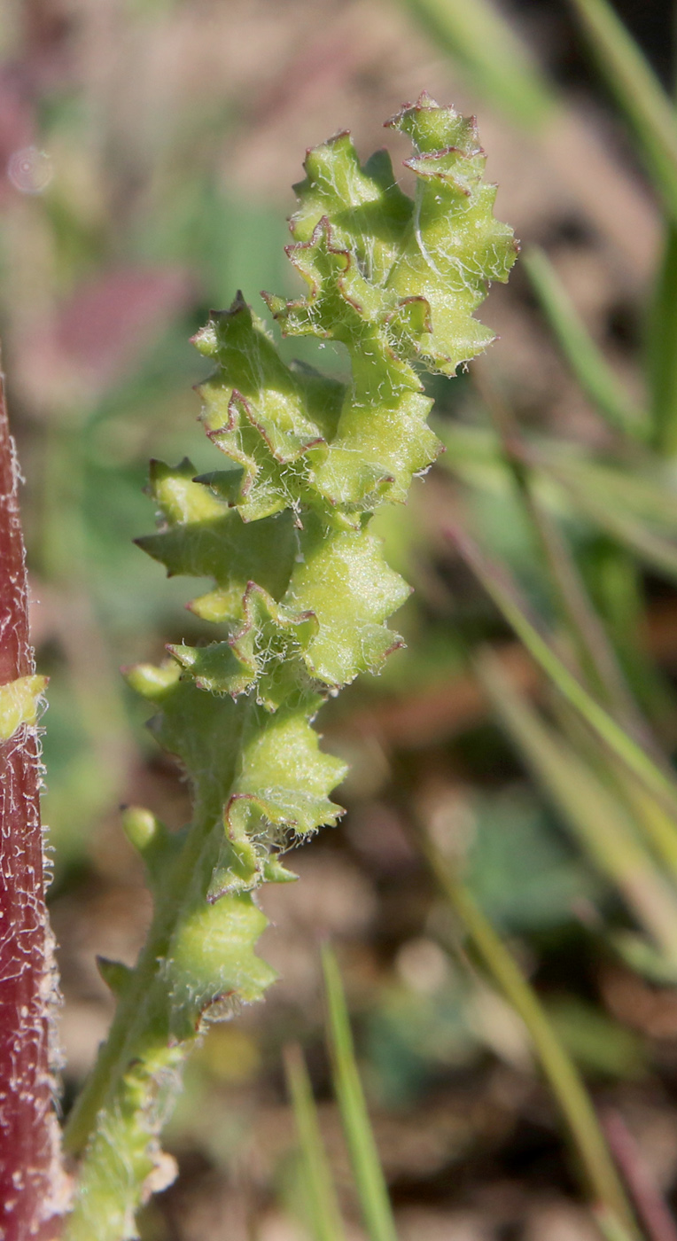 Image of Senecio vernalis specimen.