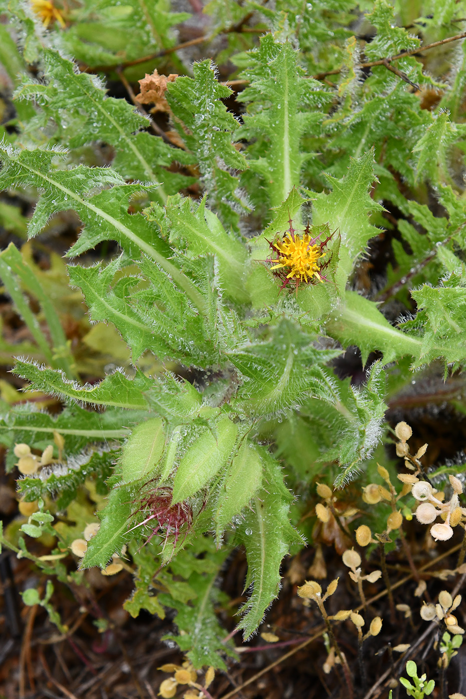 Изображение особи Centaurea benedicta.
