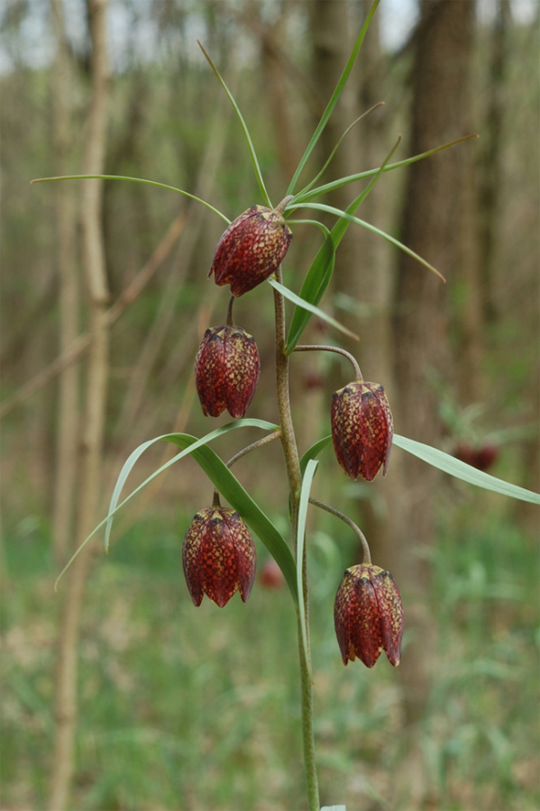 Изображение особи Fritillaria montana.