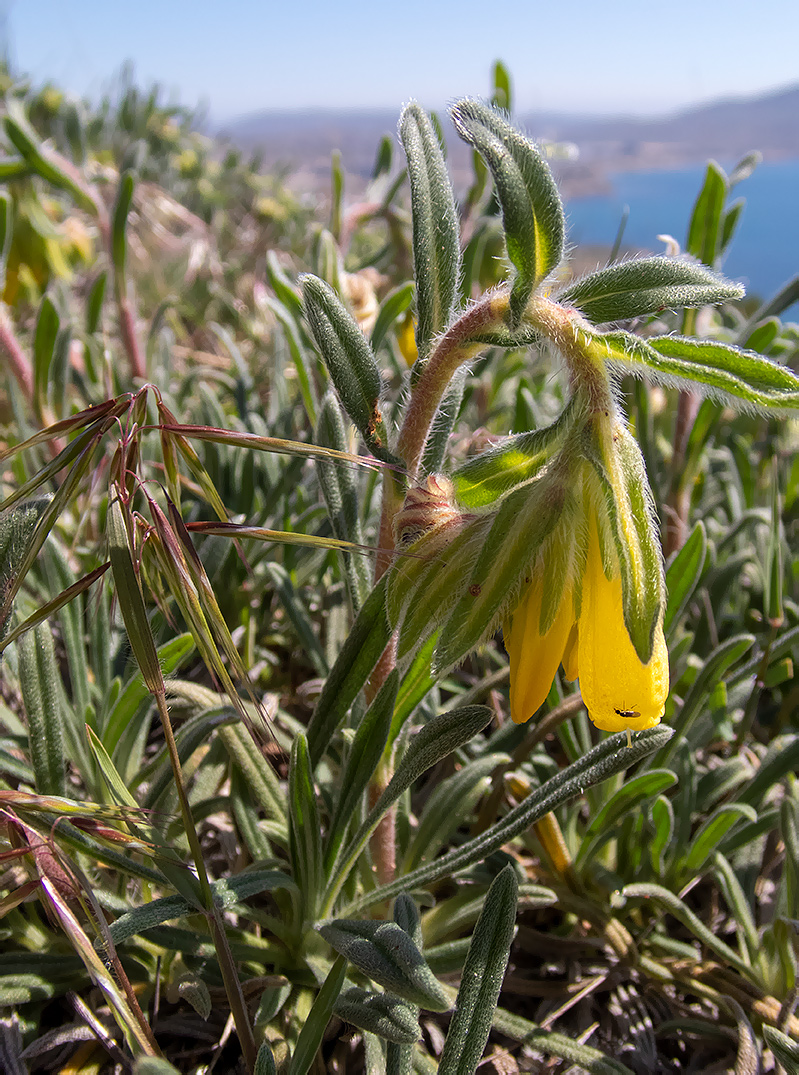 Image of Onosma taurica specimen.