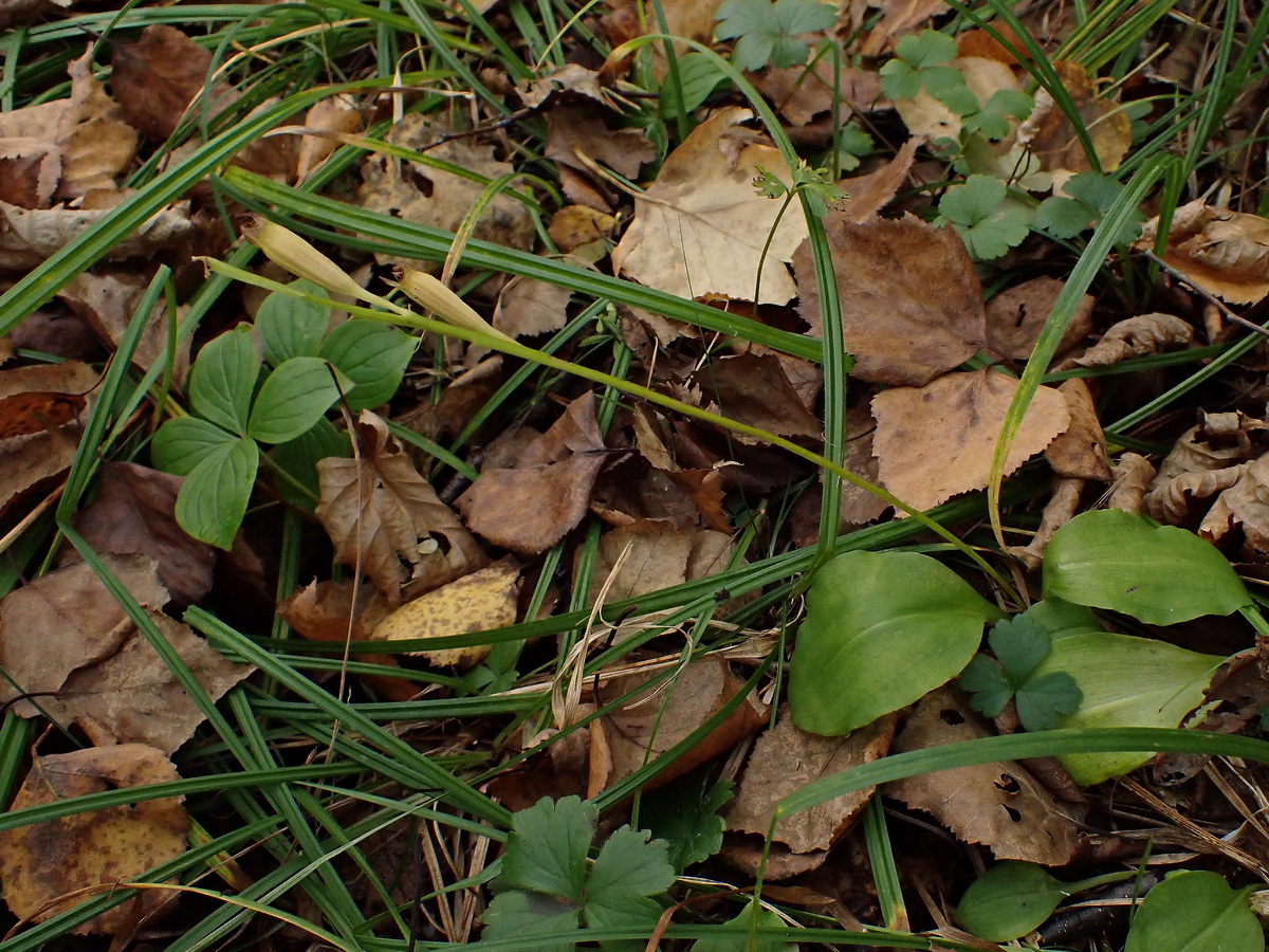 Image of Liparis kumokiri specimen.