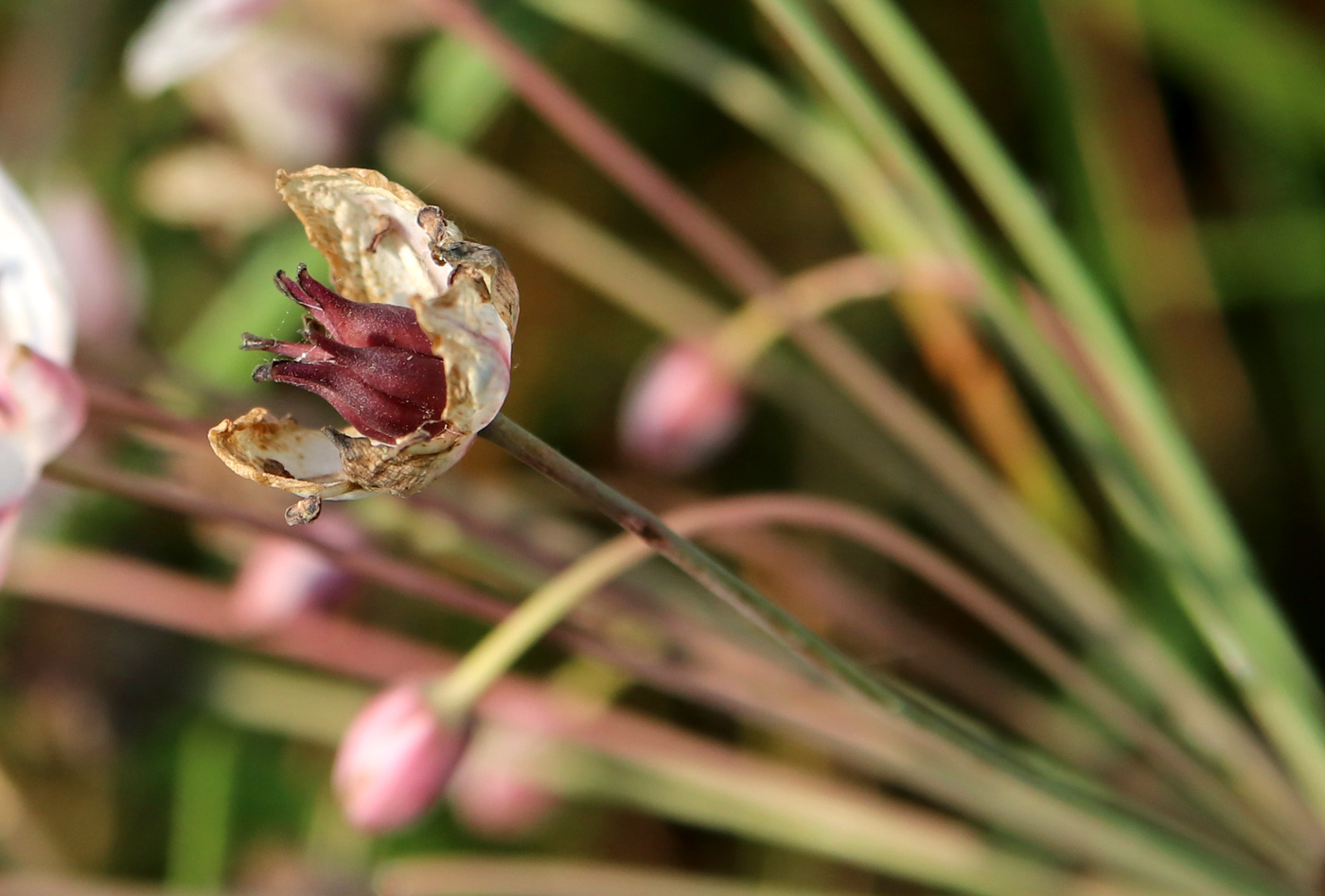 Изображение особи Butomus umbellatus.