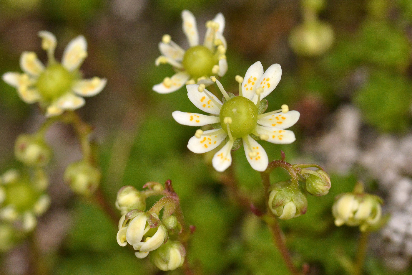 Image of Saxifraga cherlerioides specimen.