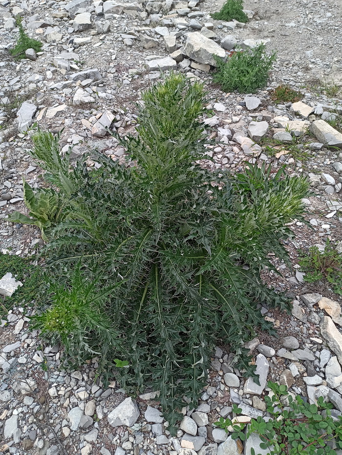 Изображение особи род Cirsium.