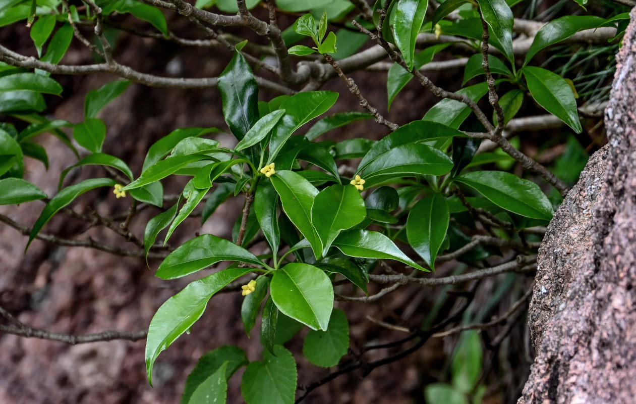 Image of genus Pittosporum specimen.