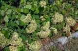 Hydrangea arborescens. Ветви цветущего растения. Московская обл., г. Железнодорожный, в культуре. 22.09.2025.