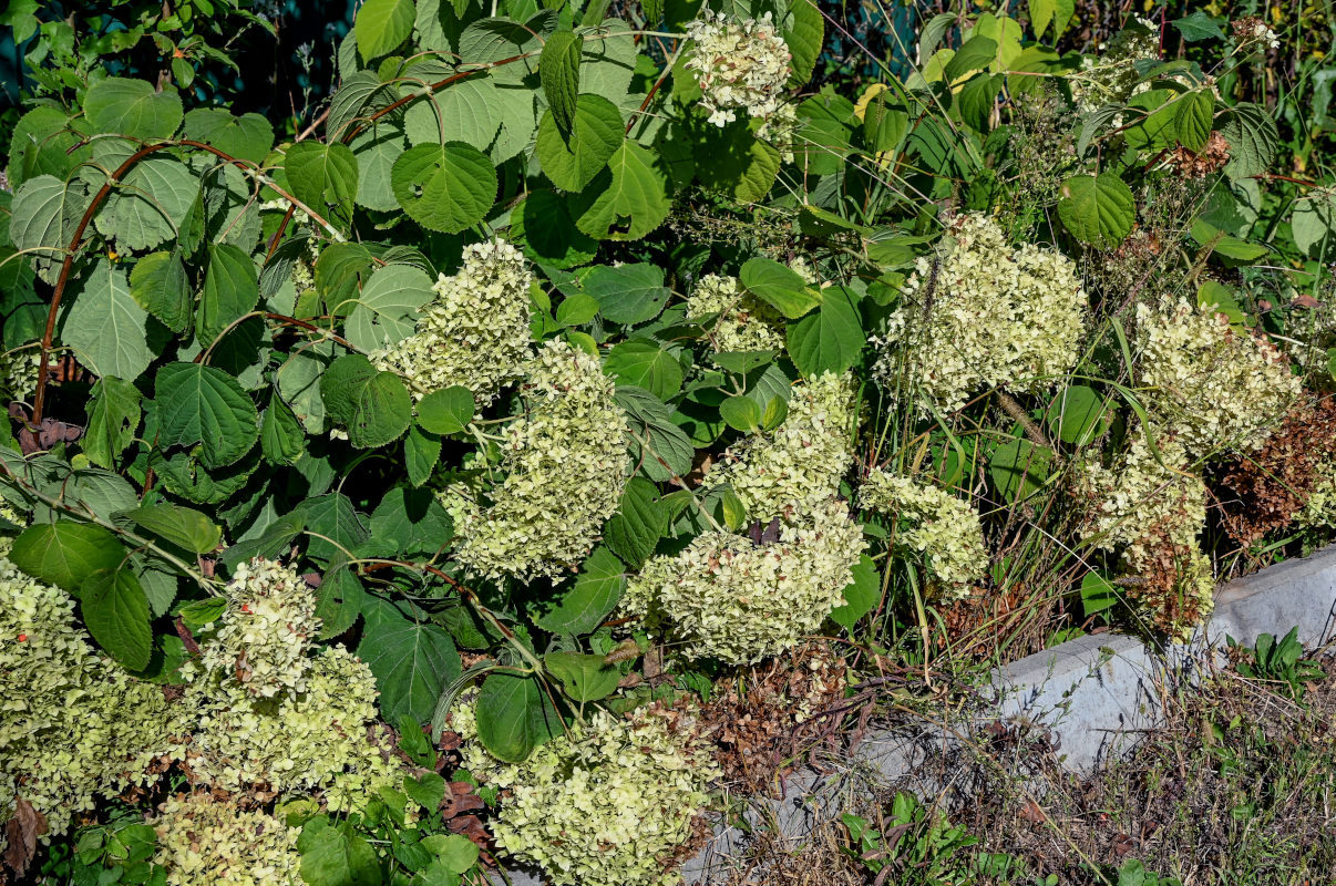 Изображение особи Hydrangea arborescens.