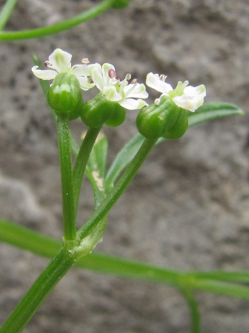 Изображение особи Bifora testiculata.