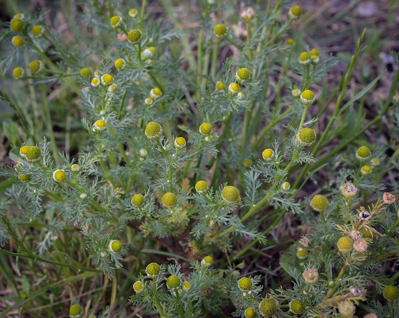 Изображение особи Matricaria discoidea.