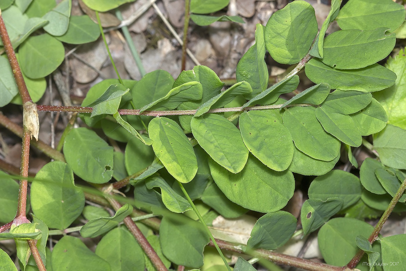 Image of Astragalus glycyphyllos specimen.